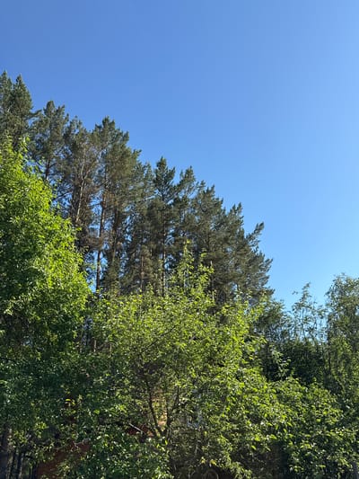 This media file is a photograph looking up at trees against a clear blue sky. The perspective is from below, with the top portions of several trees dominating the frame. On the right and in the center, there are lush green trees with dense foliage. To the left and slightly behind the green trees, there are tall pine trees with long, needle-like leaves, appearing darker in color. The sky is a vibrant, cloudless blue, suggesting a sunny day. The lighting indicates it is daytime, likely mid-morning or afternoon, given the bright sun illuminating the leaves. There are no people or explicit objects visible. The scene evokes a sense of nature and tranquility, with the focus solely on the interplay of sky and trees. The mention of Ovsyanka, Russia, provides a geographical context for this natural landscape. No text is visible in the image.
