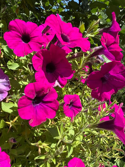 The image displays a close-up view of several vibrant fuchsia-colored petunia flowers in full bloom, set against a backdrop of green foliage and dappled sunlight. The flowers are the primary subjects, with their trumpet-shaped petals and dark centers prominently featured. Some of the petals show fine lines and slight wilting, indicating they are in various stages of their bloom cycle. The stems and leaves are covered in fine, soft hairs, typical of petunia plants. In the background, the greenery suggests an outdoor garden setting, possibly in a park or private yard, under a bright sky. The overall impression is one of natural beauty and the abundance of summer flora. The location is identified as Залесье Снт, Russia.