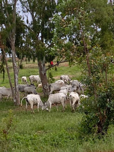 A herd of white cattle grazes in a grassy field with scattered trees. A person wearing a red shirt is visible in the background, perched on a tree branch. The scene suggests a rural or semi-rural setting, possibly a ranch or a village outskirts in Durumi, Nigeria. The lighting indicates it is daytime. The cattle are mostly facing away from the camera, with some grazing and others standing.