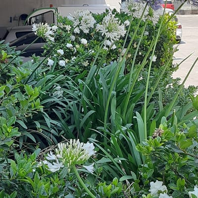 In Vila Verde, Portugal, an outdoor scene features lush green foliage and white flowers, including Agapanthus and possibly Gardenia, in bloom. The flowers are arranged in clusters and appear healthy. In the background, a light-colored vehicle, possibly a van, is partially visible under a shelter, and further back, a portion of a white car is parked on an asphalt surface. The environment suggests a residential or commercial area with a mix of natural elements and man-made structures. The lighting indicates it is daytime.