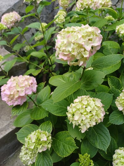 The image displays a cluster of hydrangeas with large, rounded flower heads. The petals are a soft pink and pale green, with some buds and developing flowers also visible. The hydrangeas are set against a backdrop of lush green leaves. In the background, a textured gray stone wall is partially visible, and to the left, a darker gray, possibly wet, surface suggests a pathway or retaining wall. The lighting is even, indicating an overcast day or shaded location. There are no people or animals present in the scene. The composition focuses on the floral subjects, highlighting their delicate colors and textures. The image appears to be taken outdoors, likely in a garden or park setting.