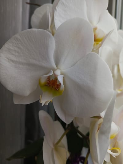 This is a close-up, vertical shot of a white orchid. The main subject is a large, open orchid bloom with creamy white petals. The center of the flower features a vibrant yellow and orange throat with delicate red veining. The lighting is soft, highlighting the velvety texture of the petals. Behind the orchid, a blurred background suggests a domestic setting, possibly near a window with sheer curtains. There are hints of other orchid blooms and green leaves, indicating a potted plant. The image has a serene and elegant feel. No people or text are visible. The time of day is unclear, but the soft lighting suggests it might be daytime. The location is identified as Kauchuk Stantsiya, Russia.