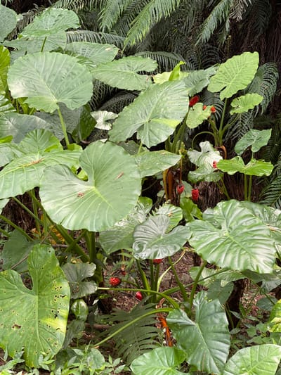 A dense, lush natural environment is depicted, characterized by large, vibrant green elephant ear plants. These plants dominate the foreground and midground, their broad, heart-shaped leaves unfurling in various stages of growth. Some leaves display minor damage, such as holes or yellowing, indicating natural wear. Interspersed among the foliage are clusters of small, bright red berries, adding a pop of color to the verdant scene. In the background, feathery green ferns add texture and depth. The overall impression is one of abundant vegetation in a natural, possibly humid setting. No people or man-made structures are visible, suggesting a wild or park-like outdoor location.