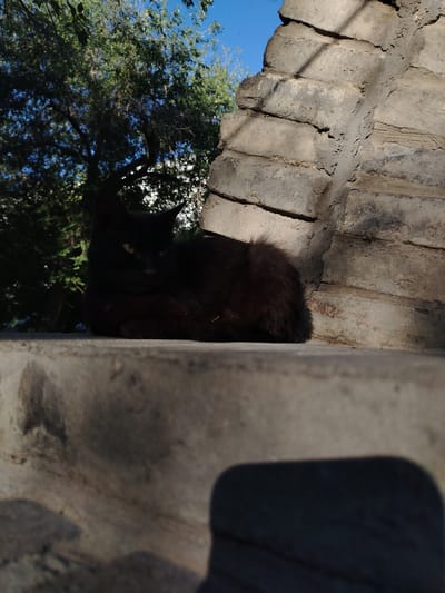 In Baikonur, Kazakhstan, a black cat rests on a weathered concrete ledge. The cat is facing to the left, with its body curled up and its head turned slightly towards the camera, revealing its yellow eyes. Behind the cat, a rough, aged brick wall rises, casting shadows from an unseen source. To the left of the wall, lush green foliage from a tree is visible against a clear blue sky. The foreground shows another section of the concrete ledge, with a dark shadow cast upon it. The overall scene suggests an outdoor environment, likely a courtyard or outdoor area, bathed in bright sunlight.