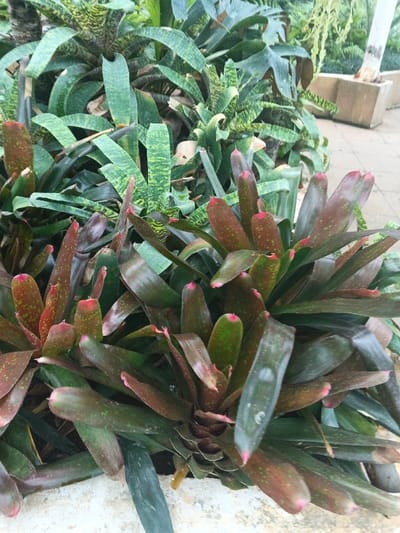 The image displays a dense botanical arrangement of tropical plants, located in Munyati, Zimbabwe. In the foreground, multiple rosettes of bromeliad-type plants are visible. These plants feature broad, strap-like leaves that are predominantly dark green, transitioning to a reddish-brown hue towards their tips. The distal ends of many leaves exhibit a distinct bright pink coloration. Some leaves also show subtle reddish-brown speckling. Behind the foreground plants, a different variety of foliage is present, characterized by lighter green leaves with prominent darker green horizontal banding or irregular stripes. The base of the plant arrangement is bordered by a light-colored, possibly concrete or tiled, surface that extends into the background. In the far background, a large, light-colored rectangular planter is visible, containing a plant with a thick, whitish, trunk-like stem. No individuals or specific actions are depicted within the frame.