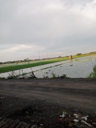 The image captures a wide-angle view of a rural landscape, primarily featuring extensive rice paddies under an overcast sky in Bungur, Indonesia. In the immediate foreground, a dark, gravelly dirt path or road stretches across the bottom of the frame, with some discarded plastic and other trash visible on its edge to the right. Wooden planks are partially visible at the bottom left.
Beyond the path, the scene opens to vast rice fields. On the left side, greener, more established rice plants grow in sections, enclosed by a simple fence made of thin posts and wires or netting. In the mid-ground, the paddies are largely filled with water, reflecting the sky, and contain very young, sparsely planted rice seedlings. A small, rustic wooden shack or shelter stands solitary in the water on the right side of the paddies.
In the distance, a line of trees forms the horizon, hinting at further development or a village. Multiple utility poles and power lines traverse the middle distance, and a communication tower is faintly visible on the left. The sky is predominantly cloudy, with soft, diffused light suggesting either early morning or late afternoon. There are variations in the cloud cover, with some brighter areas where sunlight might be breaking through. No specific activity or visible text is present. The overall impression is one of a tranquil agricultural setting, albeit with a touch of human impact from the roadside debris.