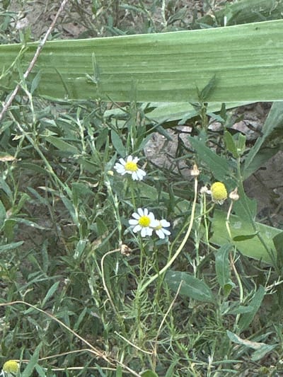 This media file is a close-up, eye-level shot of a natural scene featuring several small, daisy-like flowers with white petals and yellow centers. Some of these flowers are in bloom, while others appear to be in bud or have dried out. The flowers are nestled amongst green foliage, characterized by thin, grass-like leaves and broader, lance-shaped leaves. A prominent, wide, striped green stalk, possibly from a plant like a cattail or a large grass, occupies the left side of the frame, running vertically. The background consists of dry, brown earth interspersed with more greenery, suggesting an outdoor, somewhat arid environment.
There are no people or explicit objects, but the scene is clearly a natural landscape. The activity depicted is simply the passive existence of the flora, with no discernible actions taking place. Notable details include the variety of flower stages, from fresh blooms to withered buds, and the textural contrast between the smooth, striped stalk and the delicate petals and leaves. The lighting suggests it is daytime, though the time of day and weather conditions are not definitively discernible. The location context of Kant, Kyrgyzstan, implies a setting that could be rural or semi-arid. There is no visible text in the image.
