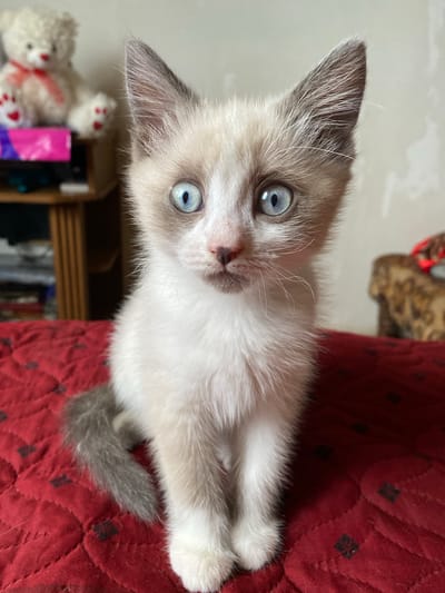 An extreme close-up shot focuses on a young Siamese kitten sitting on a red, textured surface. The kitten has striking blue eyes, a small pink nose, and white fur with light brown markings on its ears and face. Its tail, also visible, has a greyish hue. In the blurred background to the left, a white teddy bear with a red ribbon and red paw prints is visible, along with a shelf containing books. To the right, another blurred object with a patterned texture is present. The setting does not provide specific indications of its location within Kisliakovskaya, Russia, beyond being an indoor environment.