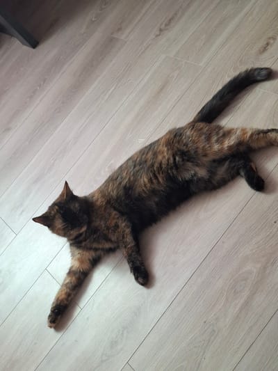 A tortoiseshell cat lies stretched out on its side on a light-colored laminate floor. The cat's fur displays a mosaic of black, brown, and orange patches. Its head is turned to the left, and its eyes are not visible. The cat's front paws are extended forward, with one paw appearing slightly curled. Its hind legs are also stretched out. The tail is long and bushy, curving upwards slightly. The background consists of the floorboards, which are laid diagonally from the bottom left to the top right of the frame. A dark, angled object, possibly a table leg, is visible in the top left corner of the image. The scene is indoors, in a residential setting. The image does not provide any information that would allow for its location in Dzyarzhynsk, Belarus.