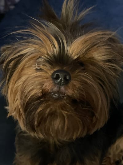 A close-up, head-on, eye-level shot shows a Yorkshire Terrier's face. The dog's fur is a mix of dark brown and tan, with a fluffy texture. Its nose is dark and wet, and its mouth is slightly open, revealing a small glimpse of teeth. The background is a dark, out-of-focus blue. The image does not contain any elements that would allow for the identification of its location in the city of Noyabrsk, Russia.