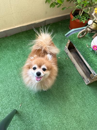 The image depicts a light orange and cream-colored Pomeranian dog positioned on a green artificial turf surface, looking directly upwards towards the viewer. The dog's mouth is slightly open, revealing a pink tongue and black gum line, conveying an expression of alertness and apparent happiness. Its fur is dense and fluffy, with some longer, lighter strands particularly evident around its tail area, which is partially cut off at the top of the frame.

The flooring is entirely covered by the green artificial turf. Along the left and upper perimeter of the scene, a textured, light yellow-beige wall with a darker grey baseboard is visible. In the upper right quadrant of the image, a terracotta-colored pot holds a green leafy plant. Adjacent to the plant and to the right of the dog, a rustic wooden structure, possibly an open planter box or decorative trough, is situated. The interior of this wooden object is dark, and its top edge is partially covered with a strip of the same green artificial turf. The scene is consistent with an outdoor balcony setting in Petrich, Bulgaria.