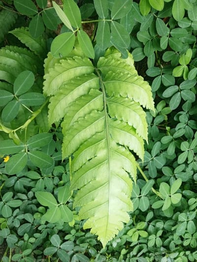 A vibrant green fern takes center stage, its pinnate leaves exhibiting serrated edges and prominent veins. This fern is nestled amidst a carpet of clover-like plants with small, rounded leaflets arranged in groups of three or four. The scene is entirely green, varying in hues and textures, creating a lush and natural composition. The overall impression is one of dense foliage and healthy plant growth.