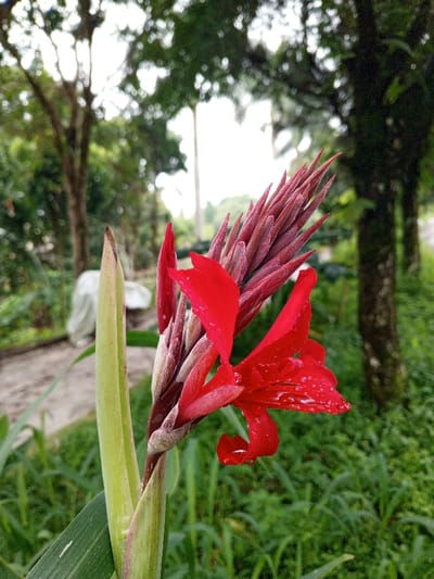 A vibrant red canna lily bursts forth, its petals catching light droplets. The flower's bud remains tightly furled, a contrast to the open bloom. A sturdy green stalk supports the flower. Lush green foliage forms a dense backdrop, speckled with sunlight and shadow. In the distance, blurred trees add depth to the serene outdoor scene.