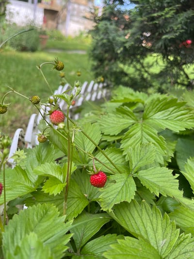 The image shows wild strawberries growing beside a white, picket-style fence in Piperkovo, Bulgaria. Several bright red, ripe strawberries are visible among the green strawberry leaves, as well as some unripe, green berries. A blurred background shows grass and foliage.