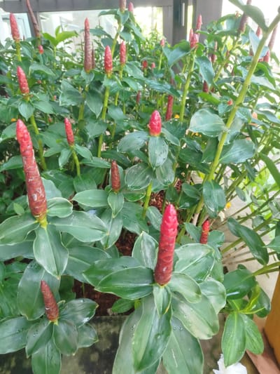A dense, lush planting of Red Button Ginger (Costus comosus) is shown in a garden setting, likely in the city of Ko Kaeo, Thailand. The plants are characterized by their tall, upright stems and glossy, lance-shaped green leaves arranged spirally. Emerging from the top of many stems are distinctive, cone-shaped inflorescences with bright red bracts, resembling buttons. Some of these inflorescences appear to be fully developed, while others are smaller and still emerging. The leaves show water droplets, suggesting recent watering or rain. The background is slightly blurred, but appears to be an outdoor environment with some architectural elements and possibly other greenery. There are no people or animals visible in the image. The overall impression is one of abundant tropical foliage and vibrant floral display.