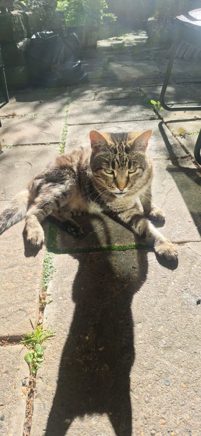 A tabby cat lies on a paved patio with its legs splayed out. The cat is in the center of the frame, facing the camera with its eyes partially closed. Sunlight casts a shadow of the cat onto the patio. In the background, there is foliage and a black trash bag. The scene is set outdoors in a residential area. The location is the city of Chatham, United Kingdom.