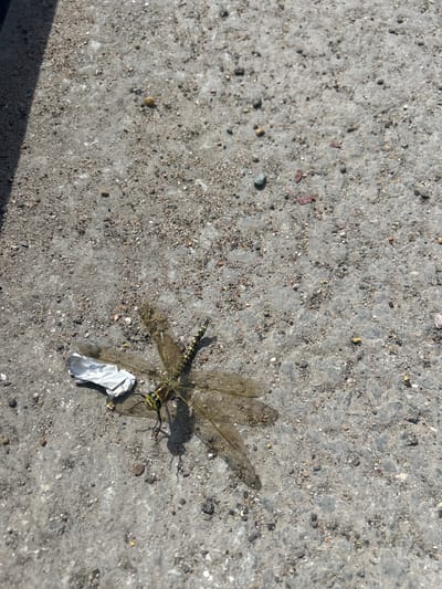 The image shows a dead dragonfly lying on a rough, grey concrete surface. The dragonfly is mostly transparent with visible veins in its wings and a yellow and black striped body. It is positioned on the right side of the frame, with its wings spread out. Near the dragonfly's body is a small piece of crumpled white material, possibly litter. The concrete surface is speckled with small stones and grit, indicating an outdoor, likely urban or industrial, environment. A shadow from an unseen object falls across the bottom left of the frame, suggesting it is daytime and the sun is casting shadows. There is no visible text in the image. The overall impression is one of nature intersecting with a man-made environment, with the fallen insect highlighting the harshness of the setting.