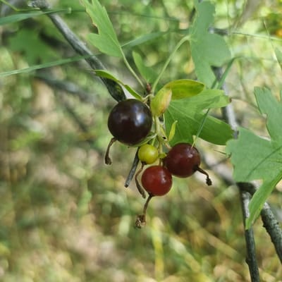 A close-up, slightly blurred, eye-level shot captures a branch with ripening berries and green leaves against a soft, out-of-focus background of foliage and dappled sunlight. The primary subject is a cluster of berries of varying ripeness, attached to thin stems stemming from a thicker branch. One berry is a deep, glossy dark purple, while others are a vibrant red, and one is a pale yellow-green. The leaves are a medium green, with some having serrated edges. The branch itself is thin and gray. The overall impression is of natural growth in a wooded or garden setting. The location is the city of Ақкемер, Kazakhstan.