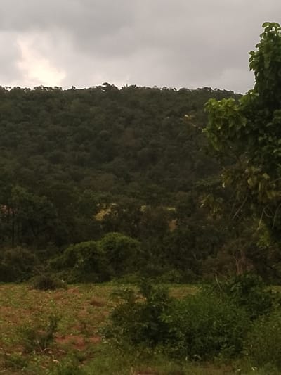 The image shows a densely forested hillside under a cloudy sky. The foreground features a patch of dry, overgrown land with some scattered greenery. A large, leafy tree is visible on the right side of the frame, with its branches extending towards the top of the image. The overall impression is a natural, undeveloped landscape. The location is identified as being in Balewa, Nigeria.