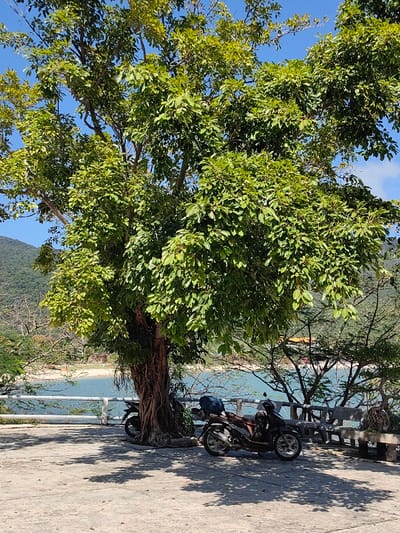 A large, leafy tree dominates the scene, providing shade on a sunny day. Two motorcycles are parked beneath its branches. A concrete area stretches out in the foreground, dappled with shadows. A low, white railing separates the paved area from a body of water, possibly a bay or ocean, with forested hills visible in the background. A concrete bench sits to the right, near other trees. The sky is blue with a few scattered clouds.