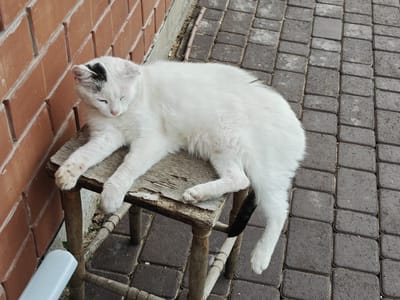 A white cat with black markings on its head and tail is resting on a weathered wooden stool. The stool has a rough, splintered surface and is supported by thin, aged wooden legs. The cat is lying on its side, with its eyes closed and its paws extended. Its tail, which is predominantly black with a white tip, curls around its body.
The stool is positioned on a paved surface made of rectangular grey interlocking bricks. To the left of the stool, a red brick wall runs vertically, forming a backdrop. The wall has a staggered pattern of bricks. In the lower left corner of the image, a portion of a white, cylindrical object, possibly a pipe or railing, is visible. The overall environment suggests an outdoor setting in a residential or public area. The scene appears to be in Podstepki, Russia, based on the provided information.