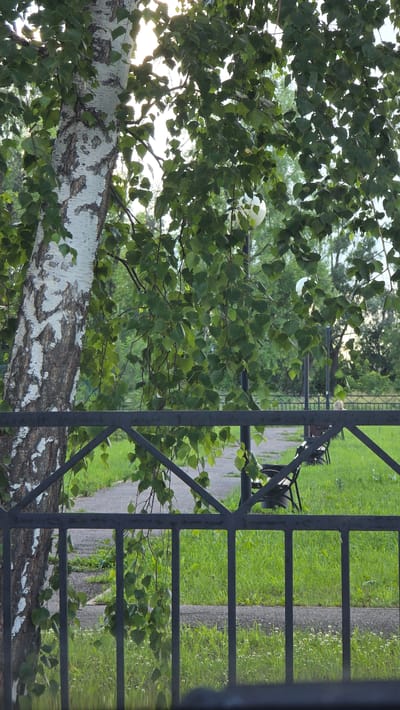 The image depicts a park scene in Bulgakovo, Russia, captured through a dark metal fence. In the foreground, the fence's vertical bars and diagonal supports are visible. Behind the fence, a birch tree with distinctive white and black bark dominates the left side of the frame, its branches adorned with green leaves. Sunlight filters through the foliage, creating a dappled effect.
Further into the park, a paved pathway meanders through lush green grass. Several park benches are present, some occupied by indistinct figures. A lamppost is also visible. The background reveals more trees and foliage, suggesting a well-maintained public space. The overall atmosphere is serene and natural, typical of a park environment.
