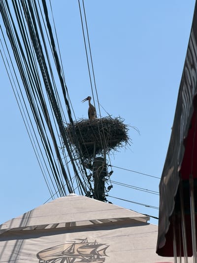 This is a low-angle, wide shot of a stork nest built on a utility pole, surrounded by a dense network of overhead wires. A single stork, mostly white with black wing feathers and a long, reddish beak, stands at the edge of the nest, facing left and appearing to look down. The nest is a large, untidy structure of twigs and branches. The background is a clear, bright blue sky, suggesting a sunny day. The image is framed by the underside of a structure with dark and white striped patterns on the left, and the side of a light-colored building with a black graphic design on the right. The utility pole and wires are set against the sky. There is no visible text in the image. The setting appears to be urban or suburban, given the presence of utility poles and buildings. The time of day is likely daytime due to the bright sky. The activity is the stork resting or observing from its nest.
