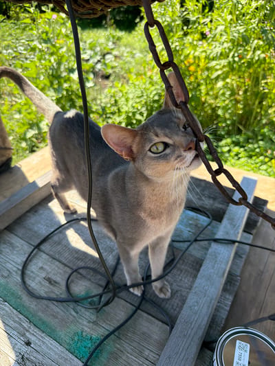 A light grey Abyssinian cat stands on a weathered wooden platform outdoors. The cat is facing towards the right of the frame, with its head turned to bite onto a rusty metal chain. The cat's left ear is visible, and its striking green eyes are focused on the chain. Green foliage and flowers are visible in the blurred background, suggesting a natural environment, possibly a garden. A black electrical cord is coiled on the wooden platform. A metal can with a barcode sticker is partially visible in the bottom right corner. The lighting suggests it is a sunny day. There is no indication of the location being in Petryaksy, Russia.