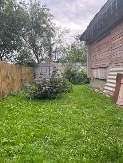 This image depicts a backyard scene in Vereiki, Russia. The foreground is dominated by a lush, green lawn with various types of grass and weeds. To the left, a tall, light-brown wooden fence made of vertical planks encloses the yard. Behind the fence, trees with dense green foliage are visible.
In the mid-ground, a dark-leaved bush with reddish-purple foliage is centrally located. Beyond this bush, a silver corrugated metal fence runs horizontally, separating this area from a more overgrown section with taller plants and some orange flowers.
To the right of the yard, a portion of a rustic wooden building is visible. The building has weathered wooden siding and a dark, corrugated metal roof. Icicle-shaped string lights are hanging from the eaves of the roof. At the base of the building, there are concrete foundations and some discarded corrugated metal sheets leaning against the wall. The overall impression is of a somewhat unkempt, rural backyard. The sky is overcast with clouds. There are no people or animals visible in the image.