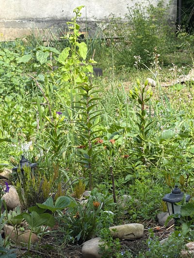 A close-up, eye-level, vertical shot captures a dense, sunlit garden area. In the foreground, large, smooth river stones are scattered amongst lush green foliage, including strawberry plants with broad leaves. A dark, lantern-style garden light sits to the left, partially obscured by plants, and another similar light is visible to the right. Further back, tall stalks of lilies are budding, with hints of orange flowers visible deeper within the greenery. The background reveals a light-colored, rough-textured wall or foundation, with some overgrown grass and vegetation extending upwards. The overall scene depicts a naturalistic and slightly wild garden setting. This image was taken in Uhersko, Ukraine.