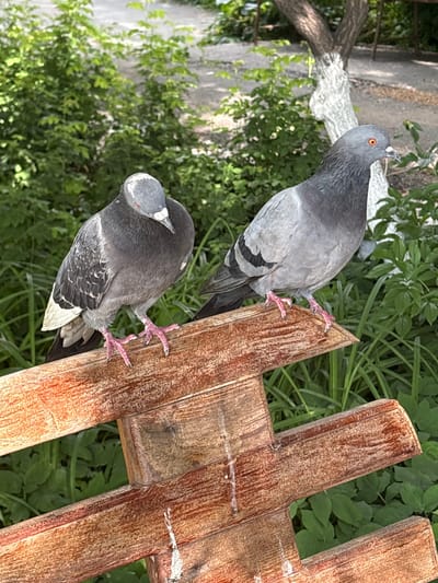 Two pigeons are perched on a wooden structure outdoors. The pigeon in the foreground is darker gray with white and black markings on its wings and tail. It is looking down and to the left, with its head tilted slightly. The pigeon in the background is lighter gray with a distinct orange eye. It is looking to the left and slightly upwards. Both pigeons have pink feet and claws. The wooden structure appears to be part of a fence or a garden ornament, made of weathered, reddish-brown planks. Behind the pigeons and the wooden structure, lush green foliage is visible, suggesting an outdoor, natural setting. The lighting indicates it is daytime, likely sunny given the highlights on the wood and the pigeons' feathers. There is no visible text in the image. The scene appears calm and natural, with the pigeons seemingly at rest or observing their surroundings. The location context is Orsk, Russia.