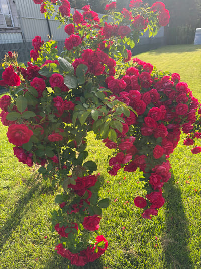 A dense, sprawling bush of vibrant red roses is the central focus of this outdoor scene, bathed in the warm, golden light of what appears to be late afternoon or early morning. The roses are in full bloom, with numerous clusters of flowers, some tightly budded and others fully opened, revealing their velvety petals. The bush is lush with green foliage, interspersed among the blossoms.
The rose bush is situated on a well-maintained green lawn, where the grass is neatly cut and reflects the sunlight, creating a bright, grassy texture. Scattered on the grass are a few fallen rose petals, adding a delicate touch to the foreground.
In the background, a light-colored, corrugated metal fence runs horizontally across the image, separating the garden area from what is likely a property boundary. Beyond the fence, a darker green hedge or line of trees can be seen, and further in the distance, a glimpse of a larger building with windows is visible, possibly a house or shed. To the far right, a white plastic structure, possibly a greenhouse or storage unit, is partially visible.
The overall impression is one of a peaceful, cultivated garden setting, showcasing the beauty of the blooming roses against a backdrop of a suburban or rural landscape. The location is identified as within the Капцёўскі сельскі Савет, Belarus. There are no people or animals present in the image.