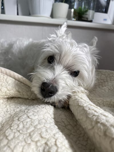 A close-up, slightly angled portrait captures a small white dog with shaggy fur, likely a West Highland White Terrier, resting indoors. The dog's head is tilted, and its large, dark eyes gaze directly at the viewer, conveying a calm and gentle expression. Its black nose and muzzle show a few tiny dark specks. The dog is nestled on or next to a plush, white, textured blanket or pet bed, which occupies the right side of the frame. The background is softly blurred, revealing elements of an indoor setting: a window on the far left, a small green plant, and white vertical structures, possibly furniture or window frames. The lighting indicates an indoor scene, not necessarily bright daylight. There is no visible text in the image. The overall scene suggests a quiet, comfortable moment for the pet.