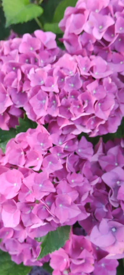This media file is a close-up, vertical shot of several clusters of bright pink hydrangeas. The flowers are the primary subject, filling almost the entire frame. They are densely packed, forming large, rounded flower heads composed of many small, individual florets. Each floret has four petals and a light green center, creating a subtle contrast with the vibrant pink. Some of the petals appear slightly curled or ruffled.
Green leaves are visible in the background and between the flower clusters, suggesting the plants are outdoors and in bloom. The lighting appears to be natural, likely daylight, casting soft shadows and highlighting the textures of the petals. The overall impression is one of natural beauty and abundant flowering. There is no visible text or indication of people or a specific event. The scene is a natural setting, likely a garden or park, given the presence of the flowering hydrangeas and foliage. The image conveys a sense of freshness and the peak of summer bloom.