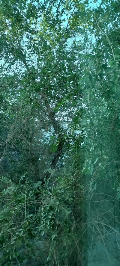 The image shows a view looking up through the dense green foliage of trees. The leaves are various shades of green and are clustered together, obscuring much of the sky, which appears a pale blue. The branches of the trees are visible, some thick and woody, others thin and vine-like, creating a layered and somewhat tangled appearance. In the background, a hint of a brighter, lighter area can be seen through the leaves, possibly indicating a more open space or the sky. The overall impression is of being immersed in the canopy of a lush, verdant environment. There is no indication of human presence, structures, or any specific landmarks that would suggest a location within the city of Urgench, Uzbekistan.
