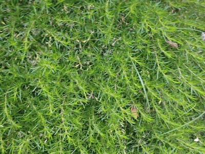 The image shows a close-up view of dense, green, needle-like foliage. The plants are growing low to the ground, creating a thick carpet of greenery. The stems are thin and elongated, with small, pointed leaves densely packed along their length. There are also a few small, dried leaves or plant debris scattered amongst the green growth, some of which appear brown or tan. The lighting suggests it is daytime, with the green color of the plants indicating they are healthy and in a well-lit environment. There are no people, animals, or man-made objects visible in the frame. The focus is entirely on the texture and color of the vegetation, which appears to be a ground cover or a low-growing shrub. The setting is likely outdoors, given the natural appearance of the plants. The image is taken from a top-down perspective, emphasizing the dense growth pattern.