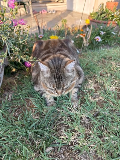 A tabby cat is lying on the grass in an outdoor area. The cat is facing downwards, with its eyes closed. Behind the cat, there are several flowering plants in pots and in the ground. In the background, there is a patio area with some shoes on the ground. The scene appears to be a residential garden or yard. The location is not specified in the image.