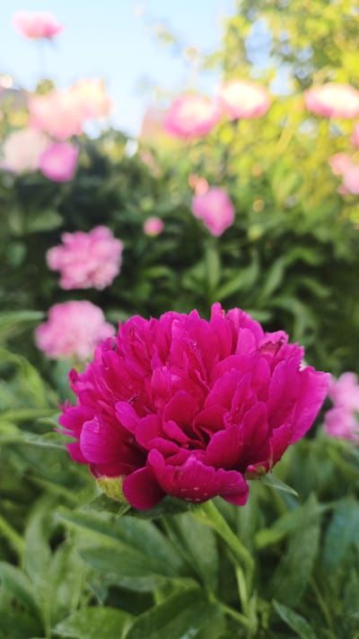 A close-up, low-angle shot captures a vibrant magenta peony in full bloom, its petals detailed with dew drops. The flower is the primary subject, positioned in the foreground, with its leaves creating a soft green backdrop. In the mid-ground and background, several other peonies and their foliage are visible, out of focus and rendered in softer shades of pink and green. The overall scene suggests a garden setting, likely outdoors on a bright day, with a hint of blue sky and green foliage in the upper portion of the frame. The image's focus is solely on the flora, with no human presence or urban elements from Pavino, Russia, evident.