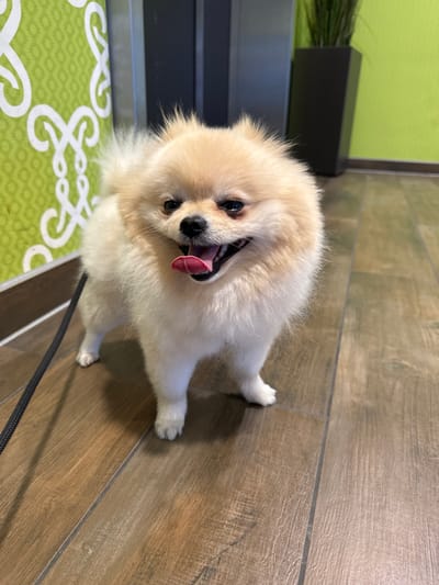 A cream-colored Pomeranian dog with its mouth open, tongue protruding, and tail wagging, stands on a wood-grained floor with a black leash attached. To the left, there is a patterned green mat and a black, rectangular pot containing leafy foliage. The background includes a green wall and a gray structure. This scene is potentially located indoors in Ludwigsburg, Germany, though specific location details are not discernible from the image.
