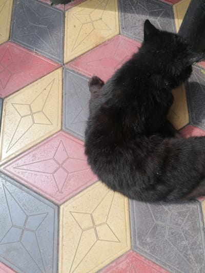 A black cat is lying down on a paved surface made of interlocking hexagonal tiles in various colors, including pink, yellow, and grey. The tiles have a star-like pattern etched into them. The cat's fur is covered in small white specks. The scene appears to be outdoors.