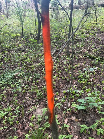 A vertical tree trunk, painted with bright orange spray paint, dominates the foreground of this image, which was taken in a forest environment within Gudzevichi Rural Council, Belarus. The tree trunk is rough and appears to be young, with some branches extending outwards. The orange paint is applied in a thick, uneven band around the trunk, likely serving as a marker.
The background consists of a dense forest floor covered in fallen leaves, pine cones, and small green plants. Several other trees, with thin trunks and sparse foliage, are visible throughout the scene. The overall lighting suggests an overcast day. There are no people or animals present in the image, and no activity is depicted. The scene is natural and appears undisturbed, aside from the painted tree.