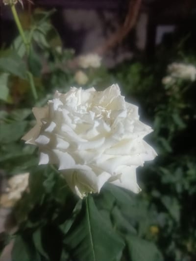 A close-up, slightly blurred photograph shows a fully bloomed white rose with many layered petals. The rose is positioned in the center of the frame, with its stem and green leaves visible below and to the left. The background is a dark, out-of-focus blend of greenery and possibly some structures. The lighting suggests it is either dusk or an artificially lit environment. The image does not contain any people or specific landmarks to identify its location within Гураха, Tajikistan.