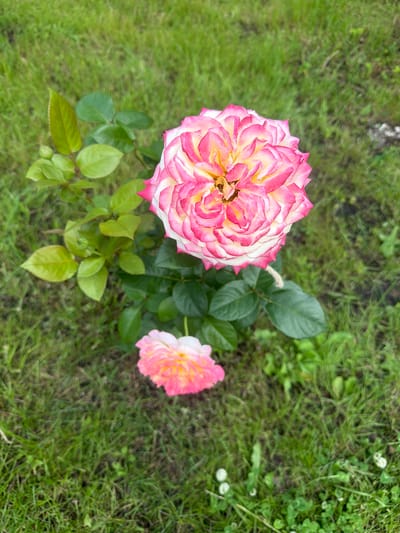 A close-up, high-angle shot captures a bicolor rose with pink edges and a yellow-white center, in full bloom. The rose is positioned to the right of the frame, with its petals spiraling inwards. Below it, a smaller, similar rose is visible. Green leaves and a single bud adorn the rose's stem. The flowers and foliage are set against a backdrop of green grass. The image was taken outdoors, in a garden setting in Kolutkino, Russia.