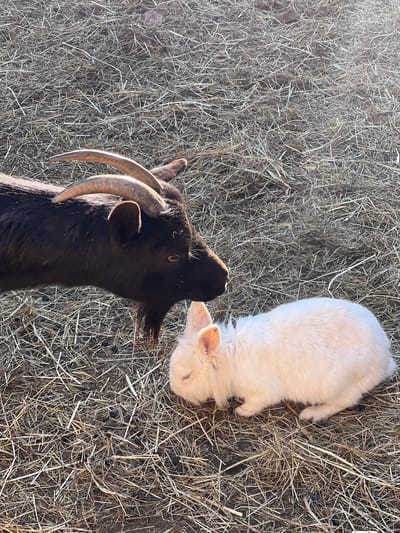 A black goat with curved horns stands near a white rabbit lying on hay. The scene appears to be outdoors. There is no explicit indication of the city of Provodina, Montenegro.