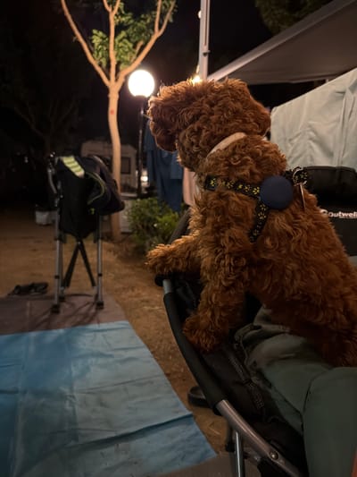 An adorable, curly-haired, copper-colored dog sits on a camping chair at night, facing away from the camera. The dog wears a black harness adorned with yellow paw prints and a blue circular attachment. Behind the dog, a softly lit tree and a campsite tent are visible. In the foreground, a blue tarp lies on the ground, and a folding chair with a backpack rests on it. The scene is illuminated by a warm, artificial light, suggesting an outdoor setting at night. The location is not specified in the image, and therefore cannot be identified as being in Πόρτες, Greece.