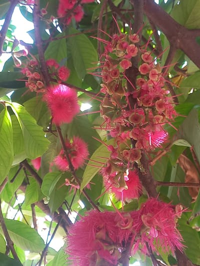 This media file displays a close-up view of a tree branch laden with clusters of pink flowers and vibrant green leaves. The flowers are characterized by their delicate, spiky appearance with fine, thread-like petals in shades of bright pink and lighter pinks, interspersed with pale green sepals. Some of the flowers are in full bloom, revealing their fluffy, almost spherical form, while others are in earlier stages of development, appearing as buds with prominent pink stamens.
The branches are dark brown and appear woody, providing a sturdy structure for the foliage and blossoms. The leaves are a rich green, with some showing evidence of sunlight filtering through them, creating bright highlights and soft shadows. The overall impression is one of natural beauty and abundance. The lighting suggests it is daytime, likely with bright sunlight, as evidenced by the illuminated areas and the way light plays on the leaves and flowers.
The scene is set outdoors, likely in a tropical or subtropical environment given the luxuriant foliage and the type of flowers. The location context provided, Blangcot Tunong, Indonesia, reinforces this assumption, suggesting a natural setting like a garden or a park within that region. There are no people or animals visible in the frame, and no text is present. The image focuses solely on the botanical elements, highlighting the intricate details and vibrant colors of the flowering tree. The composition draws the viewer's eye to the intricate patterns and textures of the flowers and leaves, creating a sense of wonder at the complexity of nature.