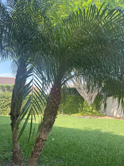 This image captures an outdoor residential or landscaped area in McAllen, United States of America, illuminated by direct sunlight under a clear blue sky. In the immediate foreground and mid-ground, two palm trees with rough, fibrous trunks and dense canopies of dark green fronds stand prominently. The ground beneath and extending throughout the central lower portion of the frame is a well-maintained, uniformly green lawn.
In the left background, a section of a tiled roof, possibly terra cotta in color, is visible. To the right, a boundary is defined by a continuous, dense green hedge or wall-covering foliage, within which two slender, vertical landscape light fixtures are embedded. Behind this green barrier, a large tree with multiple light-colored, smooth-barked trunks branches upwards, its base partially obscured by lighter green groundcover. A segment of a light-colored, textured wall is visible on the far right. No individuals, animals, or active events are present in the scene.