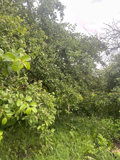 This is a medium shot, eye-level, outdoor, vertical photograph taken on a cloudy day. The scene depicts a dense, overgrown garden or wooded area with lush green foliage. In the foreground, on the left side of the image, is a branch with several large, wet, bright green leaves. Behind this, the garden is densely packed with smaller branches, leaves, and what appear to be small green fruits, suggesting it might be an apple or pear tree. The ground is covered in tall, wet green grass and other low-lying plants, with some visible weeds. In the middle ground, a thin, yellow cord or wire is stretched horizontally across the scene, partially obscured by the foliage. The background is dominated by more trees and branches, with the sky being a pale, overcast white. The overall impression is one of a wild, untended, and damp natural environment. This location is identified as Yelmachi, Russia. There are no people or animals visible in the image.