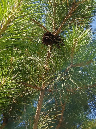 This is a close-up, low-angle, outdoor shot of pine needles and two pine cones against a bright blue sky. The pine needles are a vibrant green and appear to be healthy. The pine cones are dark brown and have a rough texture. The image is well-lit, with sunlight filtering through the needles, creating highlights and shadows. The scene is likely located in Bugulma, Russia, given the context. There are no people or animals visible in the image. The environment appears to be a natural setting, possibly a park or a forest.