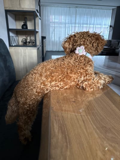 The image depicts an indoor domestic scene, the specific geographical location of which, including any city such as Marum, Netherlands, is not ascertainable from visual cues within the frame. The primary subject is a medium-sized, reddish-brown curly-haired dog, resembling a poodle or poodle mix. The dog is positioned lying on a light-colored wooden table or console, with its front paws extended and head turned to its right, looking away from the camera. Its hindquarters and tail are partially visible, dangling off the left edge of the table. The dog is wearing a light blue neck accessory adorned with a prominent pink and light green crocheted flower.
In the background, a large window is visible, covered by vertical white blinds or sheer curtains, allowing diffused natural light into the room. To the immediate left of the dog, a dark gray upholstered furniture piece (likely an armrest of a chair or sofa) is partially visible. Further left, a modern open-frame shelving unit with light wood shelves and dark metal supports is present. The top visible shelf displays a small black decorative vase, and the shelf below it holds a miniature metal bicycle model and a silver-toned wire container. The overall environment suggests a clean, contemporary living space.